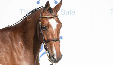 Sale topper lot 73, 3yr old mare by Luidam